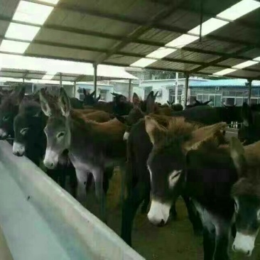 肉驴100~200斤种馿育肥馿全国包运货到付款