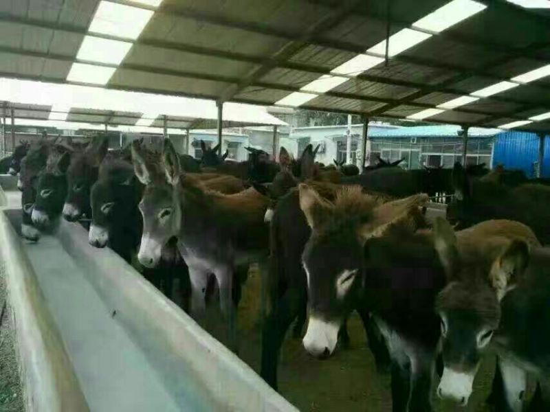 肉驴100~200斤种馿育肥馿全国包运货到付款