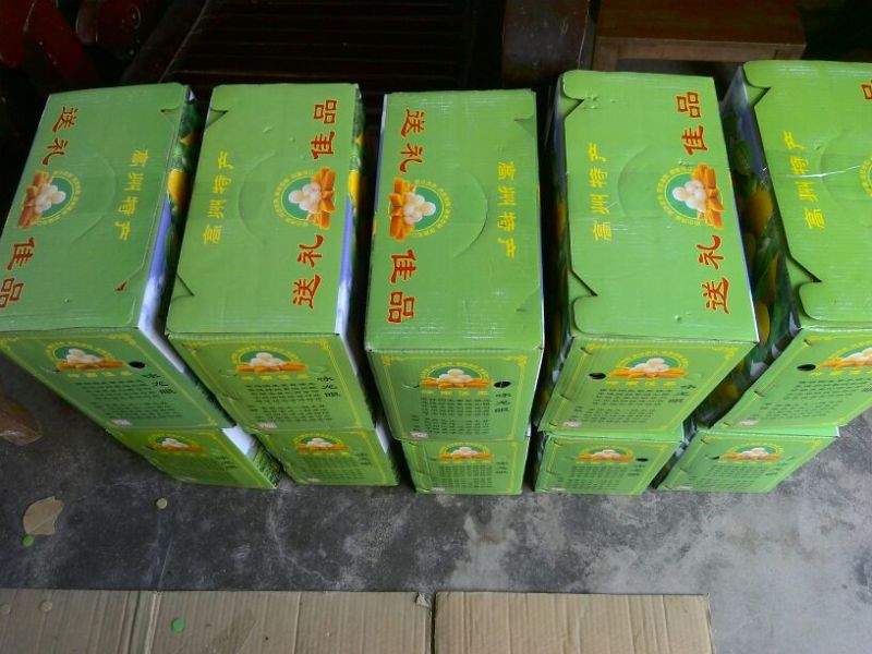 沙田镇储良龙眼果园精品粒粒超25mm
