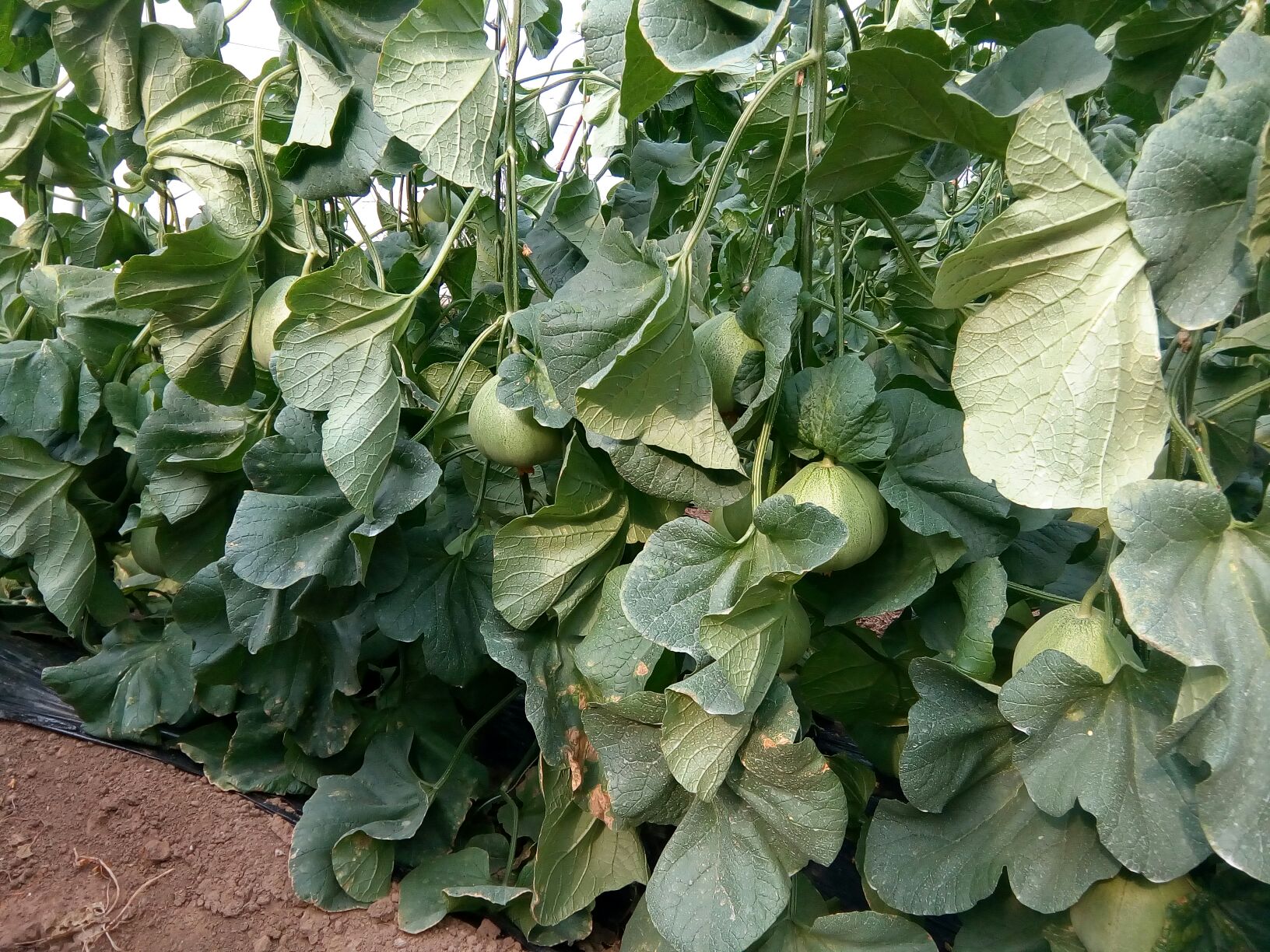 山东潍坊市寒亭区绿宝甜瓜 0.5斤以上批发_刘