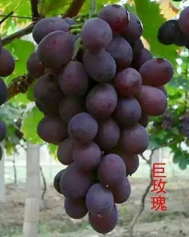 葡萄苗1年30~50cm