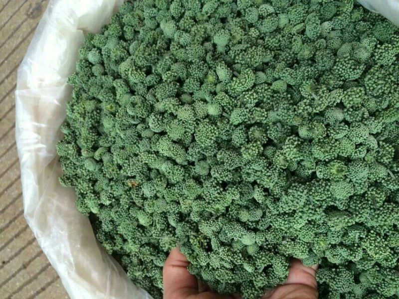 三七花带柄