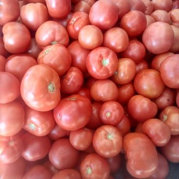 硬粉西红柿产地大量有货一手货源保质保量货源充足