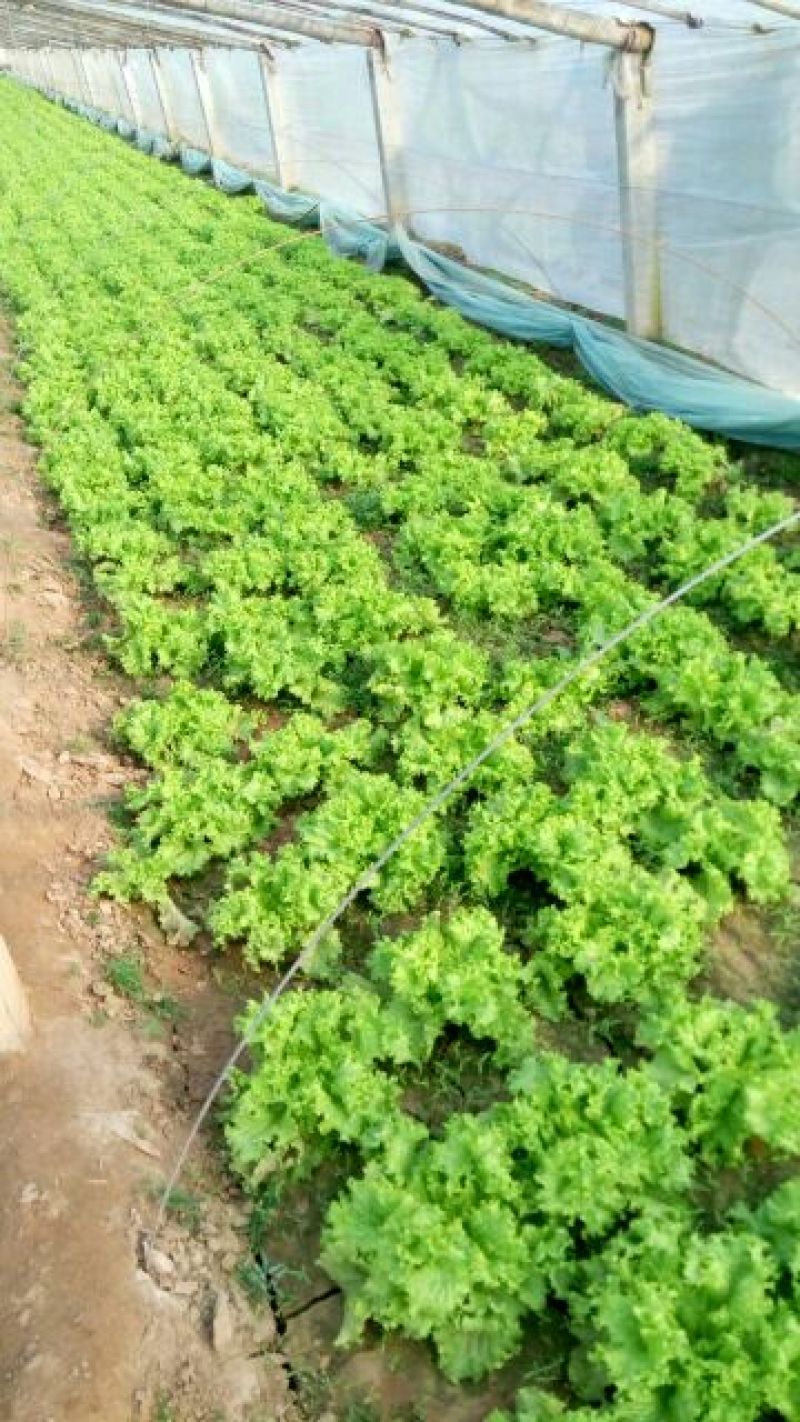 散叶生菜6两~0.78，质量好，价格稳定，诚信经营！