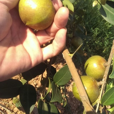 【推荐】山茶籽油一手货源现压榨保质保量量大价优
