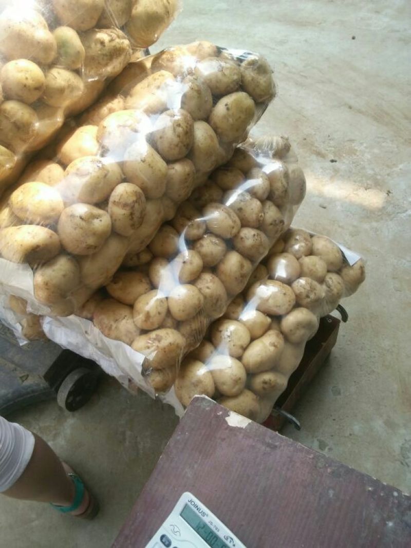 大白花土豆1两以上通货