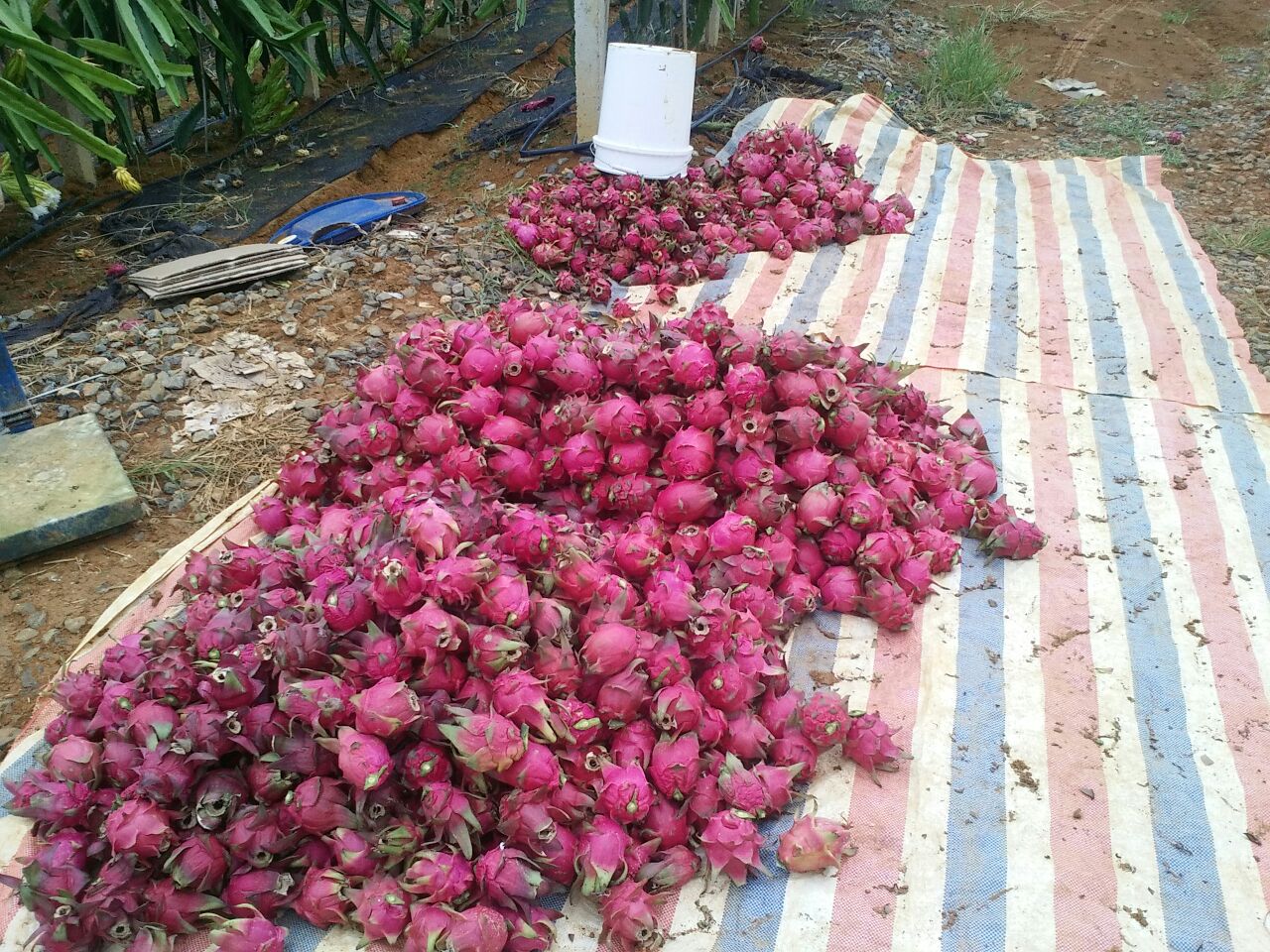 广西南宁市隆安县红皮红肉火龙果 大(7两以上