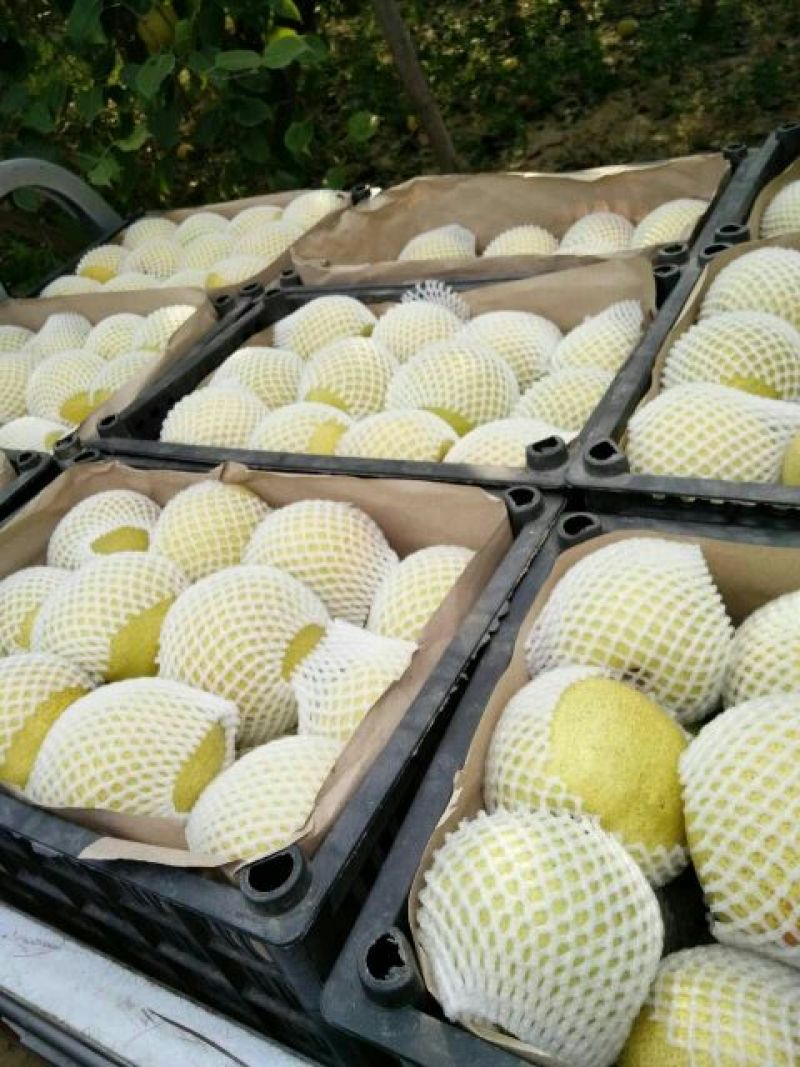 砀山梨300~350g光果