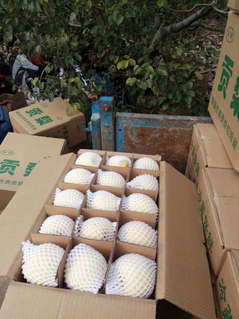 酥梨250~300g纸箱