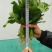 大叶菠菜