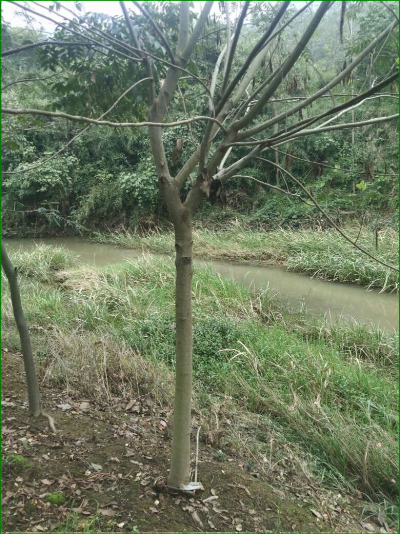 黄金桂花树3米以上8~10cm3.5~4米