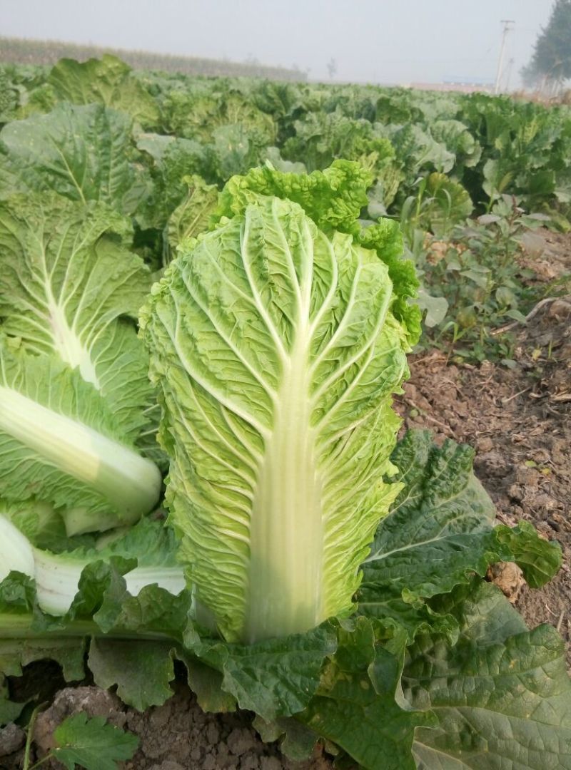 上市啦上市啦！！玉田白菜，白菜主产区！玉田白菜全国有名