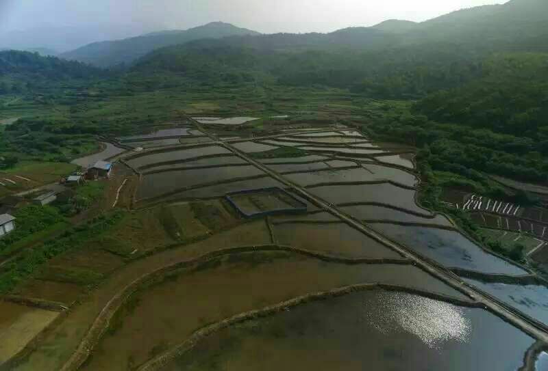 中华圆田螺作种鲜活