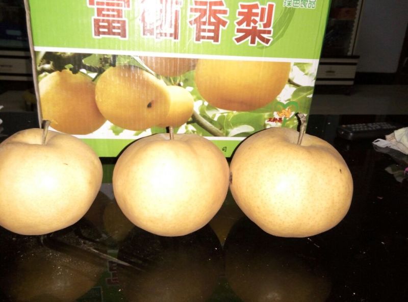 晚秋黄梨