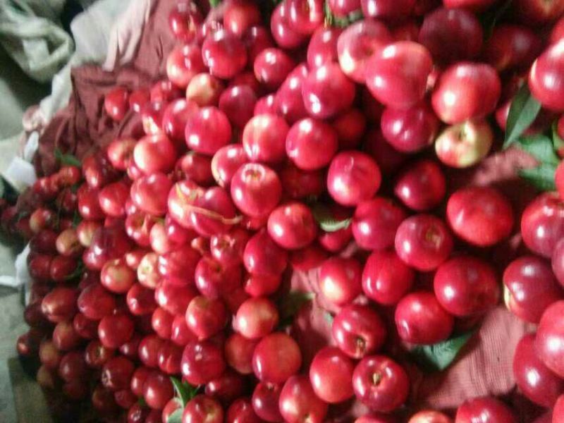 毛桃