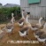 狮头鹅苗
