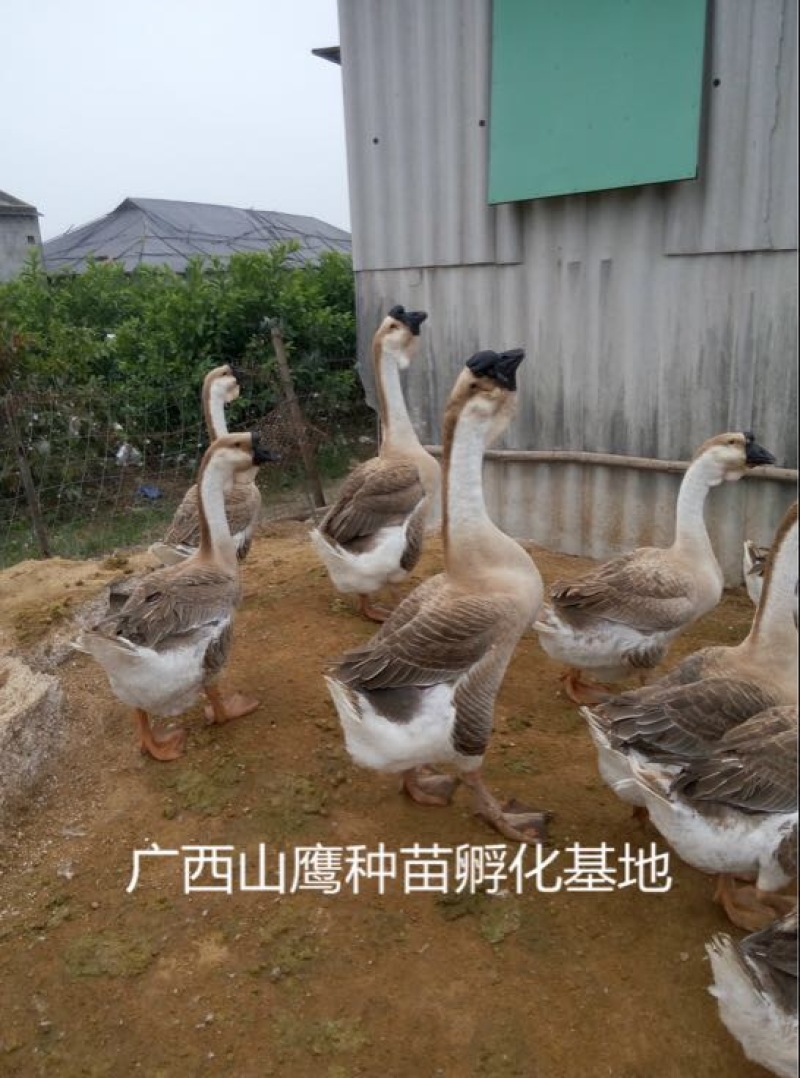 狮头鹅苗