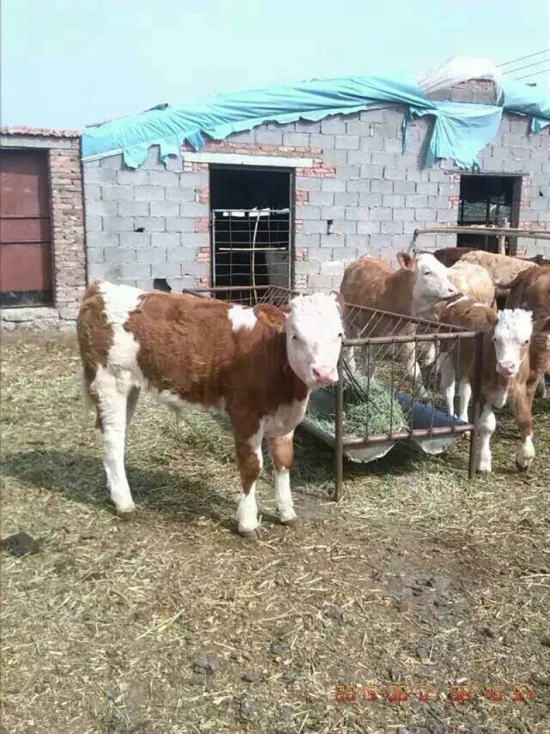 肉牛200~300斤