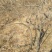 黄栌4~6cm2.5~3m