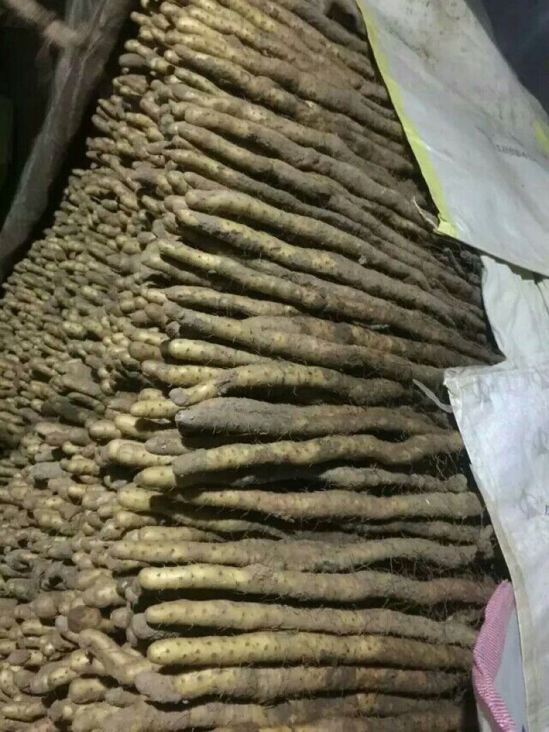 垆土山药3~4厘米特级