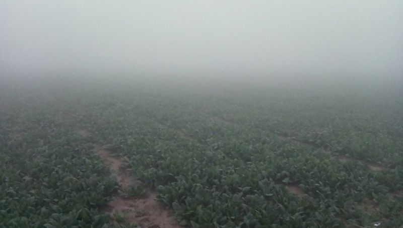 大叶菠菜15~20厘米