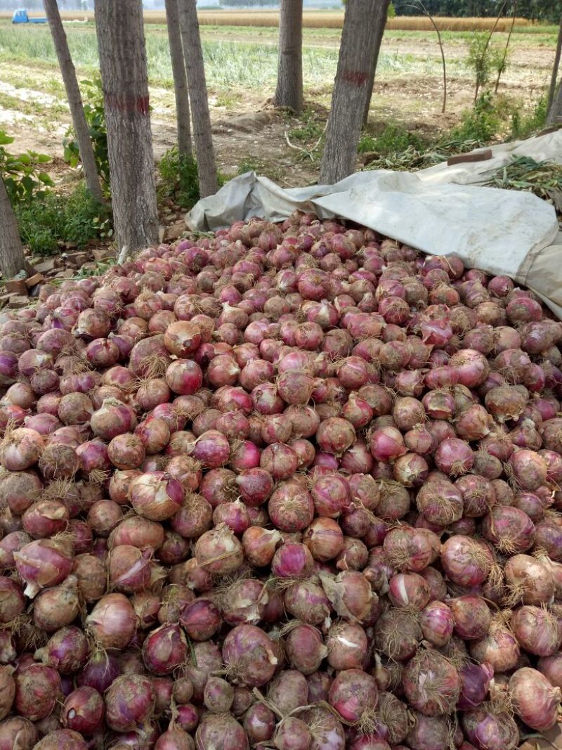 【精品】红皮洋葱大量供应支持视频看货保质保量