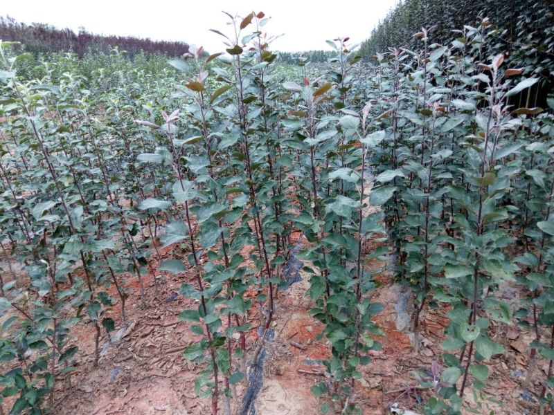 烟富8号苹果树2~4cm4cm以下1.5~2米