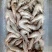 青虾食用13~15只/kg