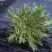 苦苣菜20~25厘米