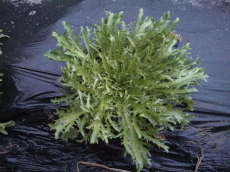 苦苣菜20~25厘米