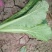 小白菜15~20cm