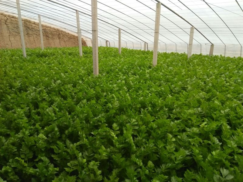 皇后芹菜70厘米以上，米黄色靓。