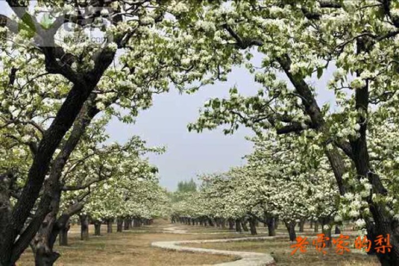 京白梨