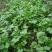 大叶香菜20~25厘米以上