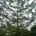 南方红豆杉2~4cm4~6cm1.5~2米