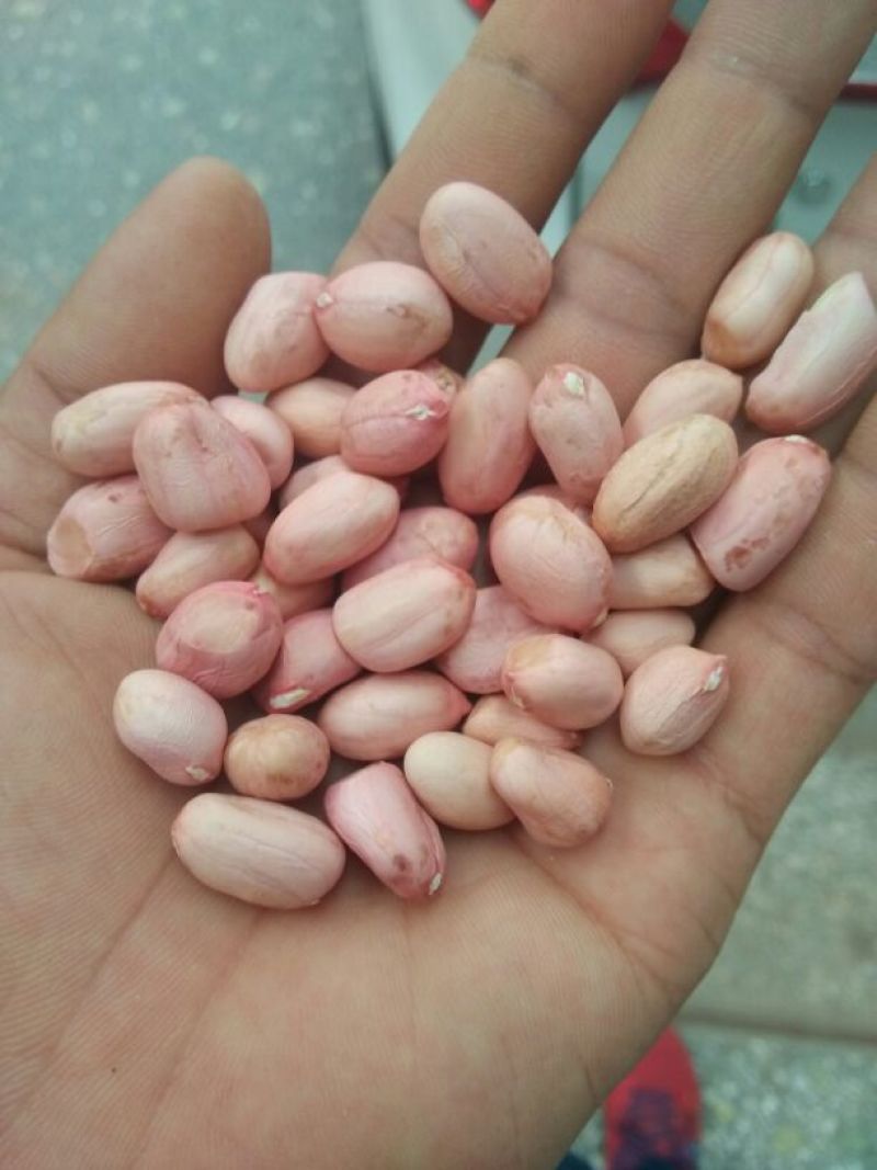 白沙系列