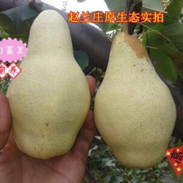 香蕉梨