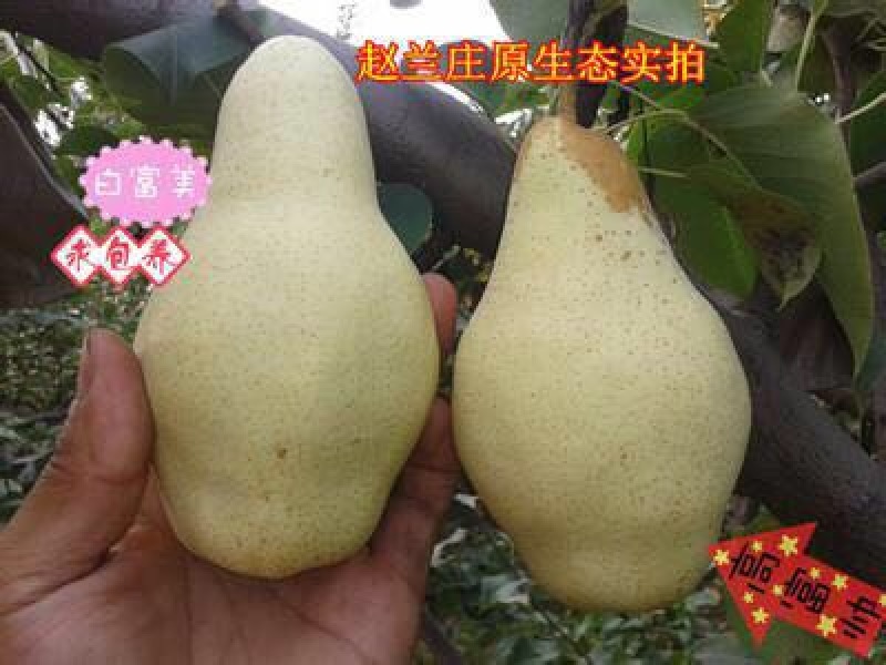 香蕉梨