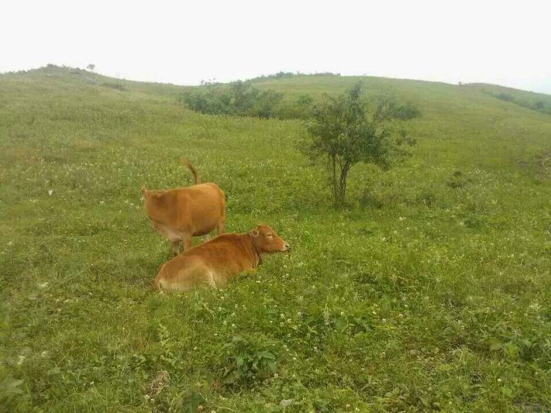 腊牛肉