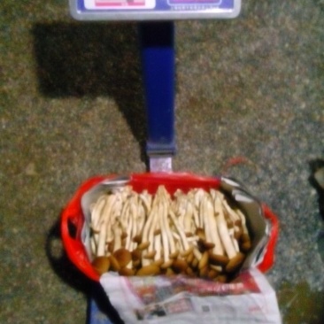 鲜茶树菇