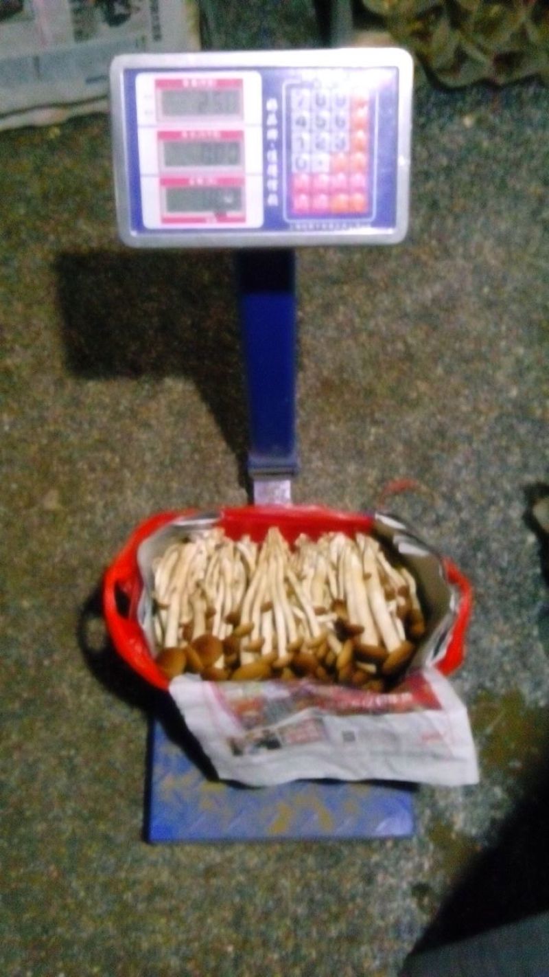 鲜茶树菇