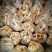 鸡油菌