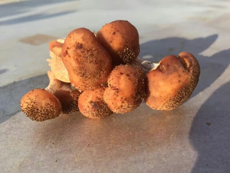 树秋菌特级