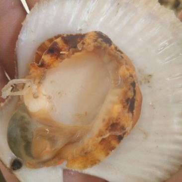 栉孔扇贝食用鲜活5~10只/kg