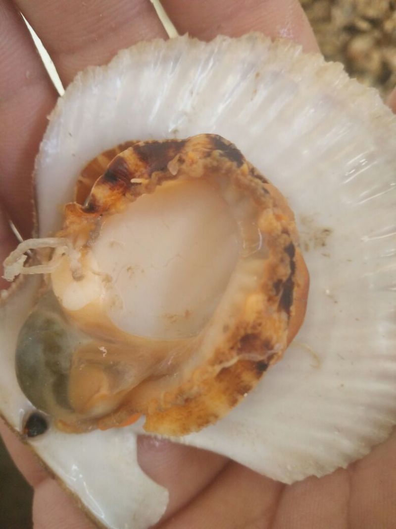 栉孔扇贝食用鲜活5~10只/kg