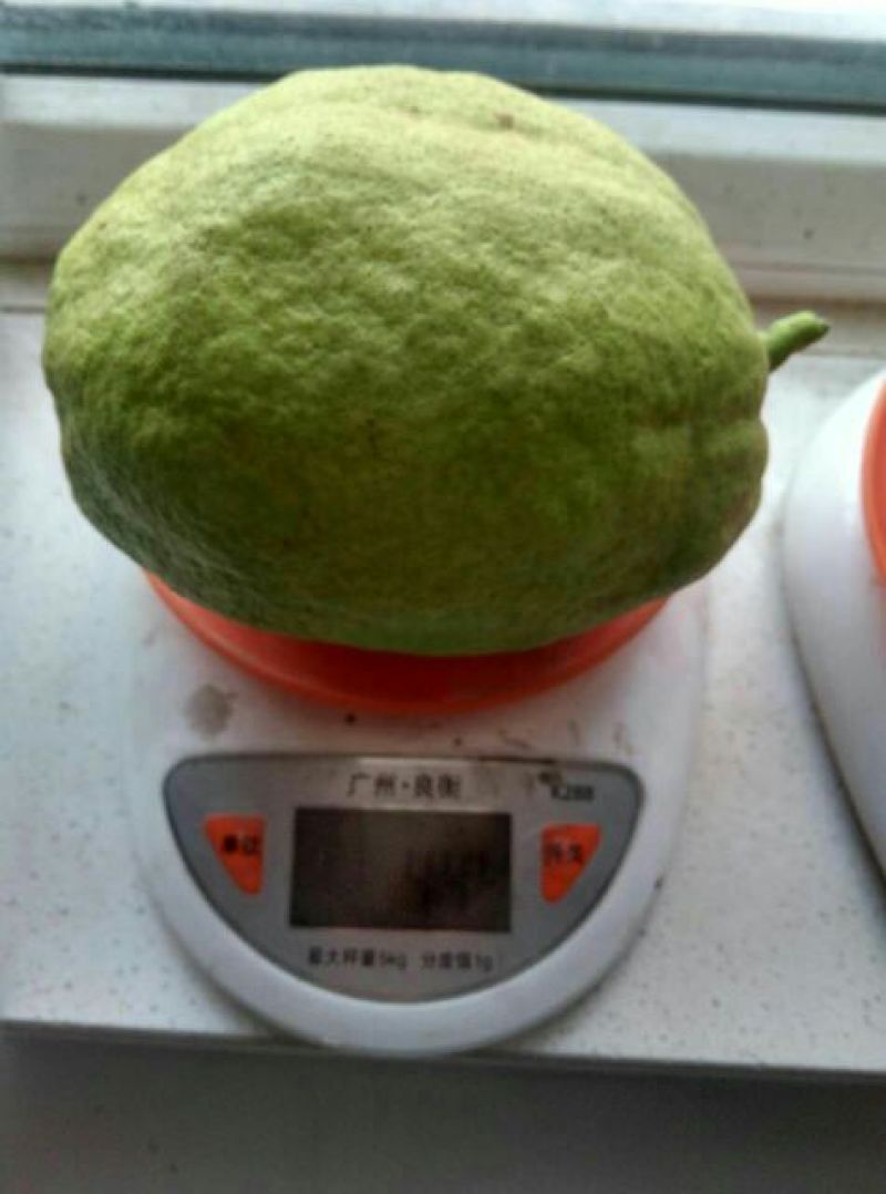 香梨100~150g55mm以上母