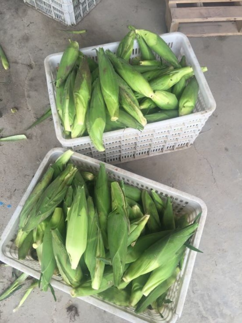 粘玉米白玉米