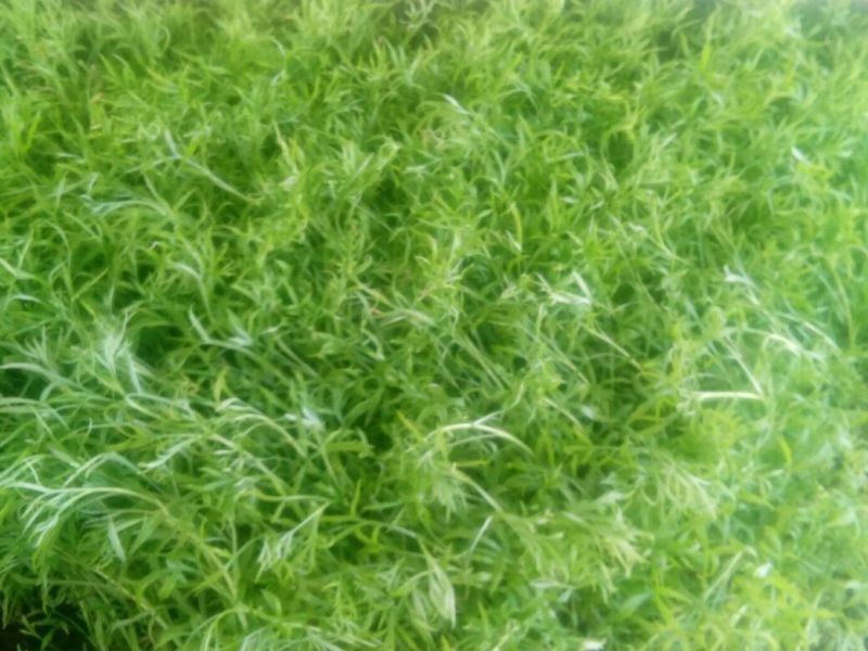 芦篙