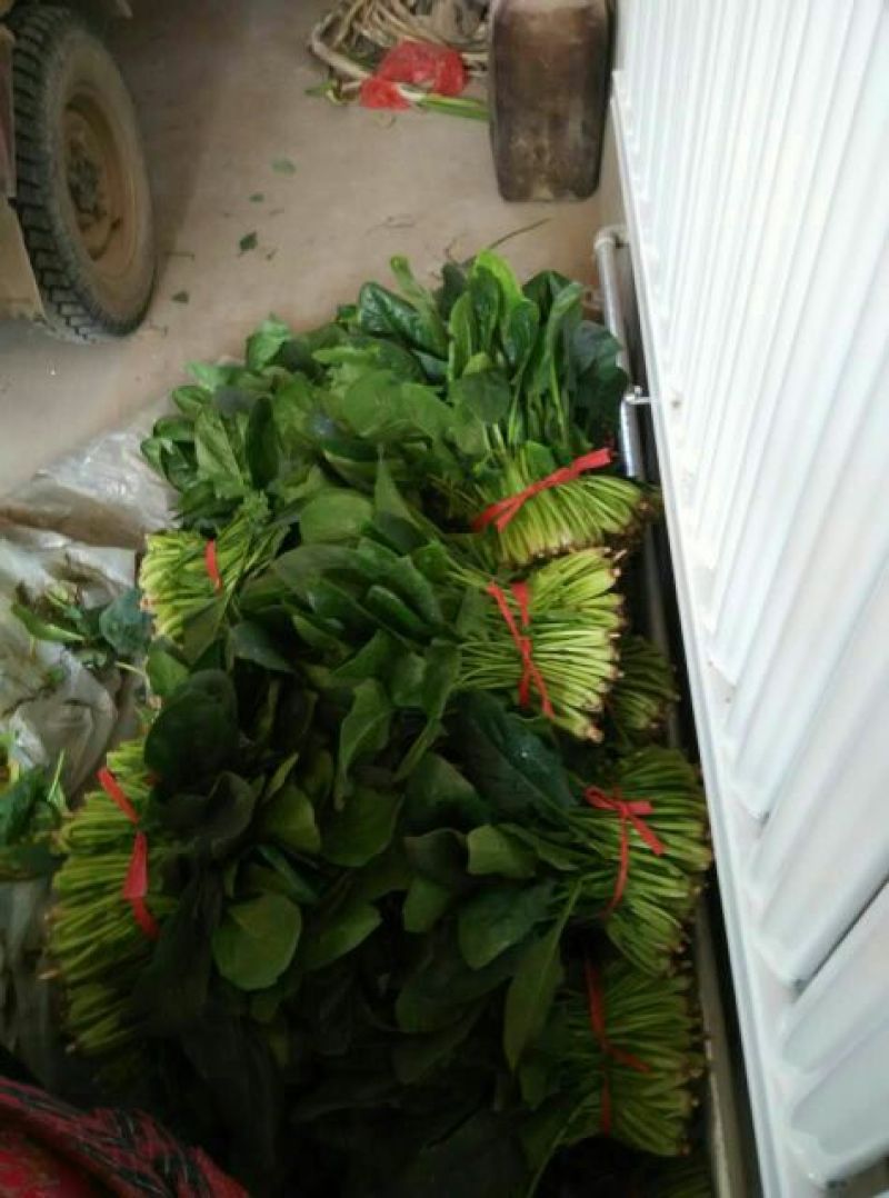 菠菜35~40厘米