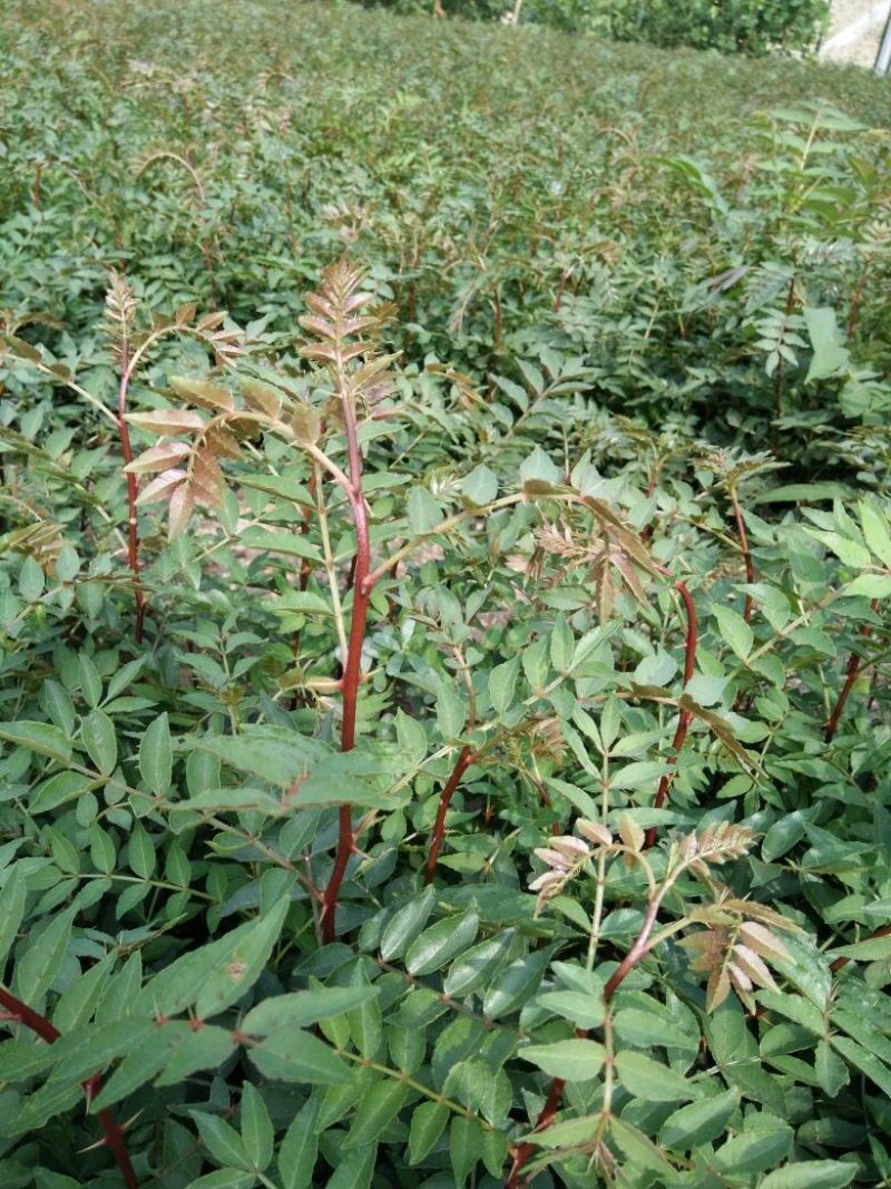 花椒苗种植基地大量出售花椒苗大红袍狮子头